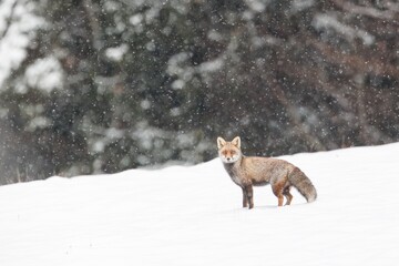 Red fox (Vulpes vulpes) on winter forest meadow in snowfall. Red Fox in winter time. Wildlife scenery .
