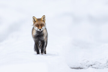 Red Fox (Vulpes vulpes) in winter time . Red fox walking through the white snow in wintertime. Wildlife scenery.