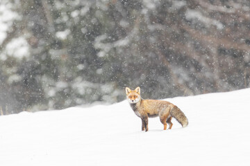 Red fox (Vulpes vulpes) on winter forest meadow in snowfall. Red Fox in winter time. Wildlife scenery .	
