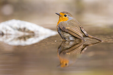 European robin (Erithacus rubecula) bathes. Orange songbird with mirror reflection in water...