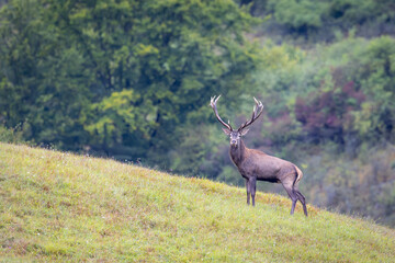 Red deer stag calling during the rut in autumn.