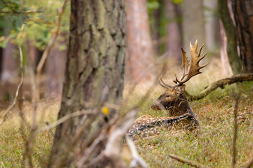 Fallow deer male (dama dama) in autumn fores