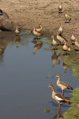 White rhino and Egyptian gooses  