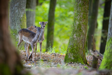 Beautiful fallow deer cub (dama dama) in autumn forest.