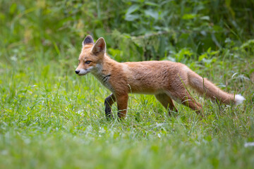 Naklejka na ściany i meble Red fox (vulpes vulpes)cub in nature
