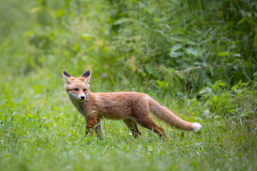 Red fox (vulpes vulpes)cub in nature