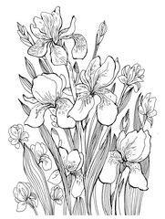 Iris Flowers Contour Drawing Coloring Book - 694368948