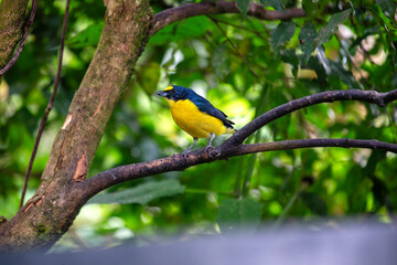 Fototapeta premium Yellow-throated Euphonia (Euphonia hirundinacea) Outdoors