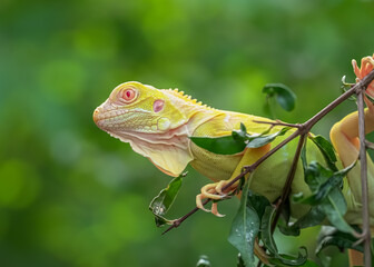 green lizard on a branch