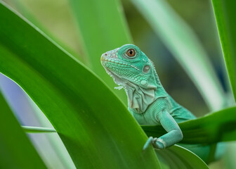 green lizard on a branch