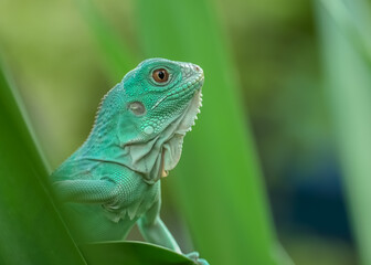 green lizard on a branch