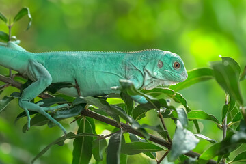 green iguana on a branch