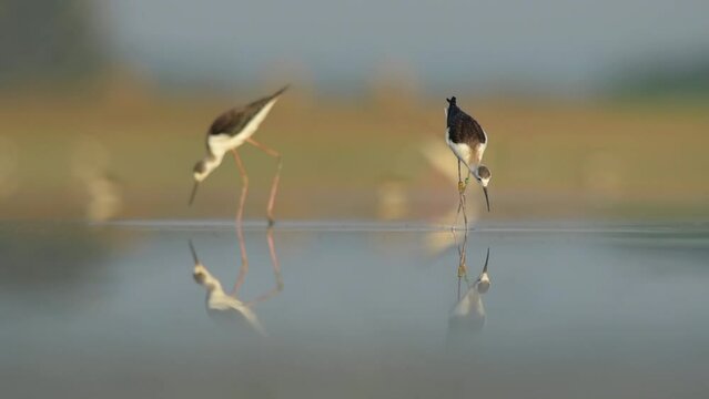 Slow motion footage of Black-winged stilt 