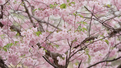 Photo of cherry blossom in spring closeup shot