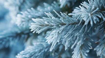 Blue spruce branch in the snow close-up