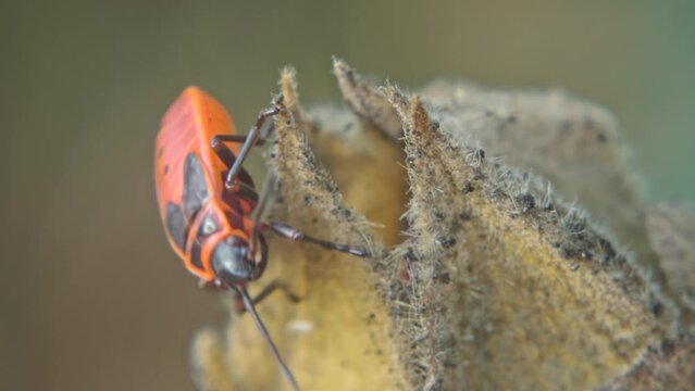 Red-black insect firebug on plants seed capsules looking for food close-up. Garden pests in the natural environment