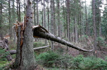 Cleaved, broken  huge pine tree in the dense forest in the Carpathian mountains.