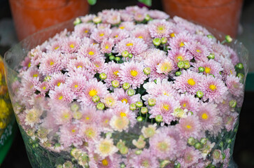bouquet of chrysanthemums