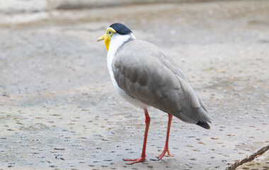 beautiful lapwing in the park