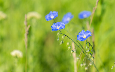 blue flax flower