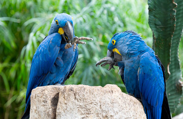 beautiful parrots