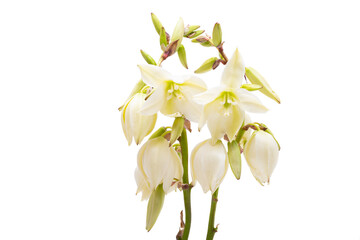 Yucca flowers isolated