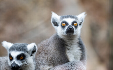 Obraz premium beautiful lamur