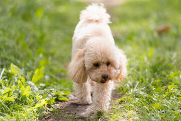 A curly, shaggy apricot-colored toy poodle puppy has fun in the summer on a walk - a lawn and a lake for a walk with the dog