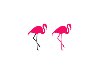 Pink flamingo on a white background © Sony