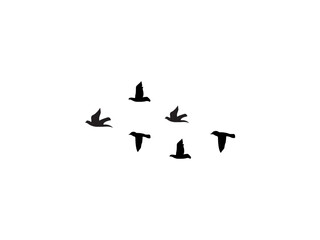 Group of  flying bird make with vector
