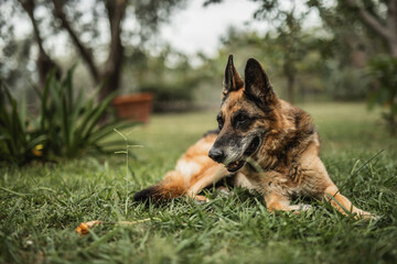 A reliable, vigilant guard in the yard - a strict German shepherd on the lawn guarding the territory