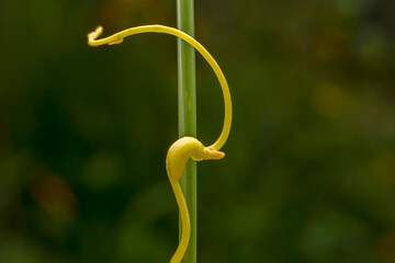 twining stem of Parasitic plant Dodder