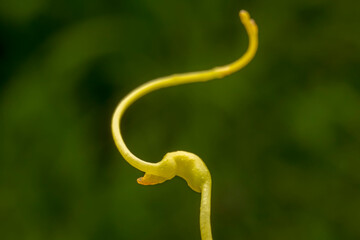 twining stem of Parasitic plant Dodder