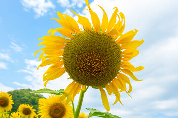 Sunflower.close up Sunflower field on a clear day.