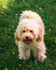 A curly, shaggy apricot-colored toy poodle puppy has fun in the summer on a walk - a lawn and a lake for a walk with the dog
