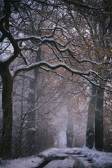 Krajobraz zimowy, mglisty świt (Winter landscape, foggy dawn) - obrazy, fototapety, plakaty