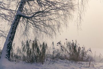 Krajobraz zimowy, mglisty świt (Winter landscape, foggy dawn) - obrazy, fototapety, plakaty