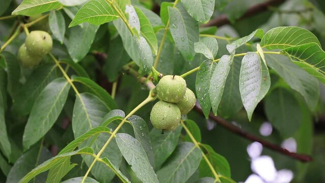 Green and astringent walnuts in the orchard, North China