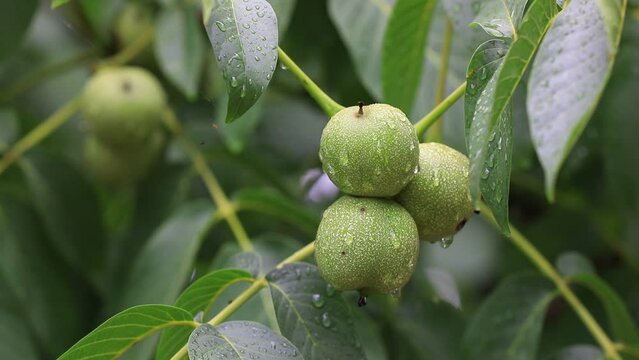 Green and astringent walnuts in the orchard, North China