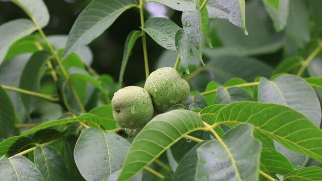 Green and astringent walnuts in the orchard, North China