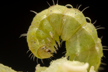 Lepidoptera Noctuidae insect larvae inhabits the leaves of wild plants