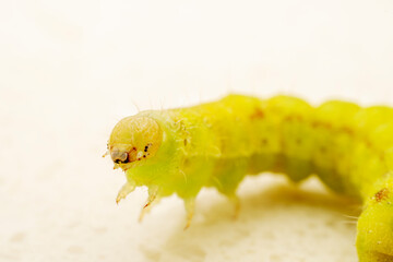 Lepidoptera Noctuidae insect larvae inhabits the leaves of wild plants