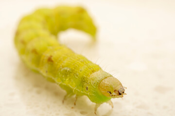 Lepidoptera Noctuidae insect larvae inhabits the leaves of wild plants