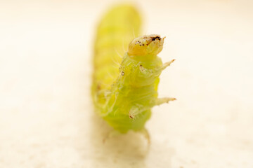 Obraz premium Lepidoptera Noctuidae insect larvae inhabits the leaves of wild plants