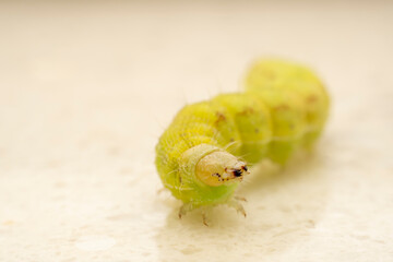 Lepidoptera Noctuidae insect larvae inhabits the leaves of wild plants