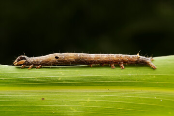 Lepidoptera larvae crawl on the leaves of wild plants for food