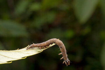 Lepidoptera larvae crawl on the leaves of wild plants for food