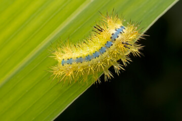 Limacodidae larva inhabits the leaves of wild plants