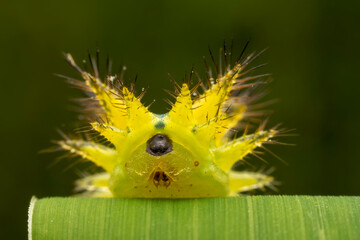 Limacodidae larva inhabits the leaves of wild plants