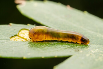 Leaf Bee Larvae inhabiting on the leaves of wild plants